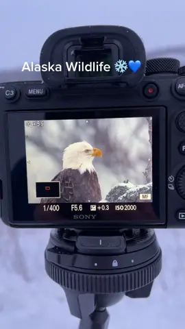 Epic wilderness photo! Prints of this exact eagle at link in bio under Gallery 👌🏼❄️! 😍 #eagle #alaska #baldeagle #merica #america #fyp