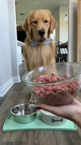 She tried to puts me on a diet 😑 #dogdietchallenge #foryoupage #foryourpage #foryou #fyp #dogsoftiktok
