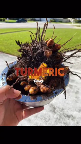 Anti inflammatory! Grow your own turmeric #antiinflammatory #allgoodwithfood #healthyeating #growyourfood #freshfood #cleaneating #gutfriendly