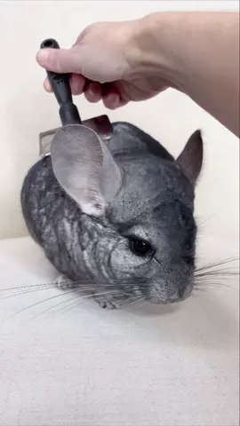 its phil helping at the end for me 🥺  #SelfCare #CozyAtHome #pet