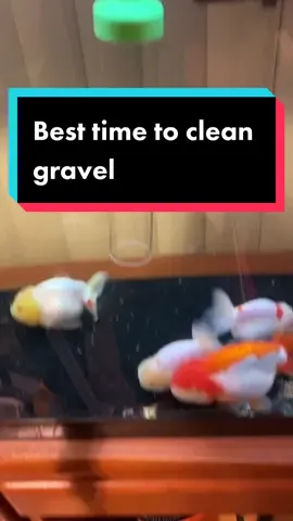 While you’re changing water... go and clean that floor too just to keep things clean. #goldfish #fishtok #fish