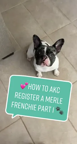 How to register a MERLE FRENCHIE with the AKC 🐾💕 Part 1! I’ll show you what the registration looks like when I get it! #WithoutTellingMe #merle