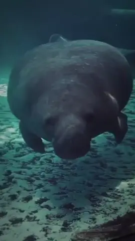 Follow for more weee😂 #funny#funnyanimals#weee#animalforyoupage#yearontiktok
