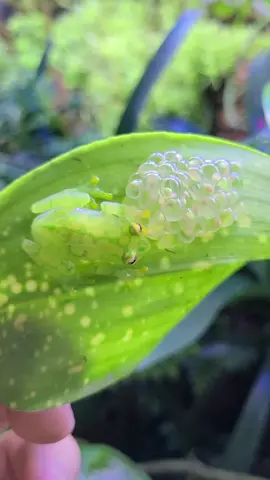 More Glass Frog eggs! #hyalinobatrachiumvalerioi #glassfrog #frog #amphibian #pet