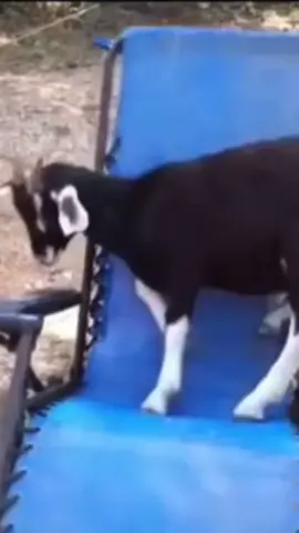 Follow for more weee #weee#animal#funny#funnyanimal#animalforyoupage