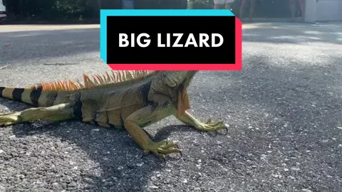 Check out this beast iguana. They are like little dinosaur kings. #iguana #lizard #reptile