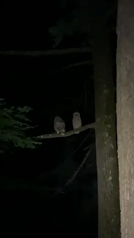 Anyone else follow crazy sounds into the woods at night? #Welcome2021 #RareAesthetic #owl #nature #wildlife #naturetiktok #biologist #barredowl