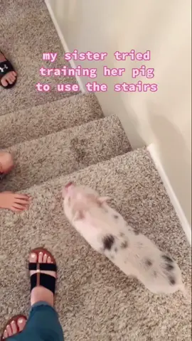 He’s ok I swear #Welcome2021 #RareAesthetic #OhNo #pigsoftiktok