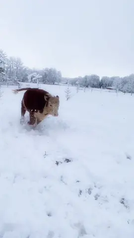 Playing in the snow! #MyStyle #fyp #foryou #foryoupage #cow #donkey #boggsfunnyfarm #animals #farm #farmlife #cowtok #snow #play #hereford  #funny #fy