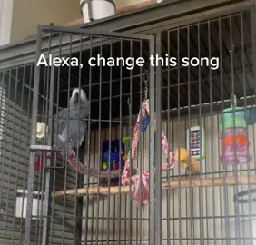 When Alexa doesn’t listen to you!  #africangrey #africangreyparrot #parrot #funnyparrots #amazonalexa