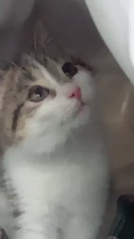 🥺 #fcatsoftiktok #fyp