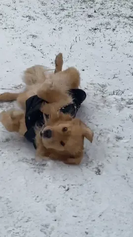 When your jam comes on you gotta dance 🕺🏼 #MyStyle #cute #dogsoftiktok