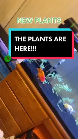 Yes that’s right! The plants are here!! From Rudy’s Pond Plants on Instagram! So far they look great!! #plants #aquascape #fish