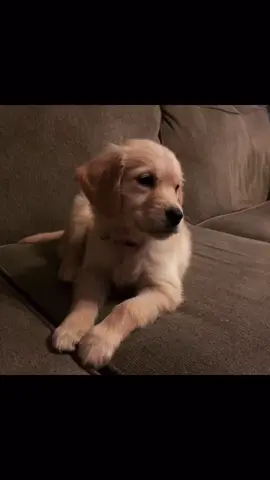 #addisonmontgomery #goldenretrieverlife #goldenretrieversoftiktok #fyp #BachelorReady