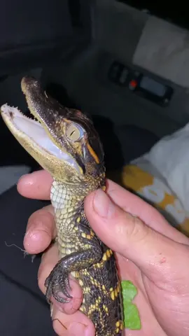 ￼ cutest little gecko #alligator#fyp#foryourpage#florida
