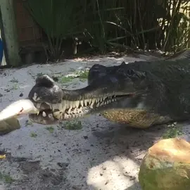 Indian Gharial enjoying his fish! They have long sharp teeth designed to catch fish. Critically endangered crocodilian from India, Nepal, Bangladesh