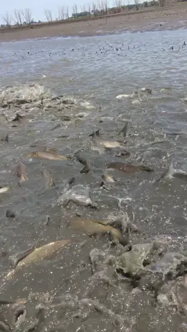 Walking through a mass of Asian carp in a flooded field #bighead #asiancarp #fish #run #chaos #bruises