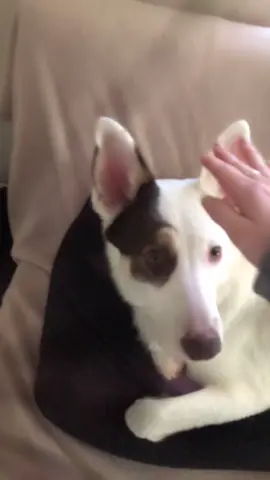 He jus want pets