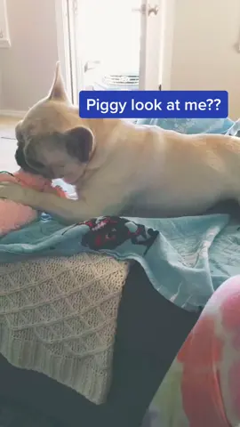 #trend#frenchbulldog #InLove