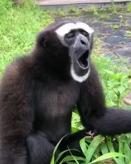 #обезьянаорёт #обезьяныприколы #monkeys #monkey #monkeyscreams #брачныйзов #мартышкаитикток