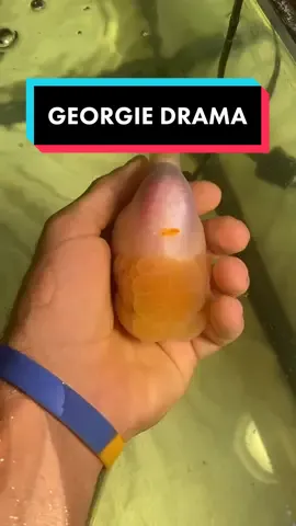 I honestly don’t think it was anything serious, I probably over reacted, but you can never know for sure. #animal #pet #goldfish #fish