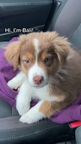 Hi friends! #bali #puppy #puppylove #puppytiktok #cutedogs #dogsoftiktok #aussie #australianshepherd #adorable #socute #obsessed #cutepuppycheck #fyp