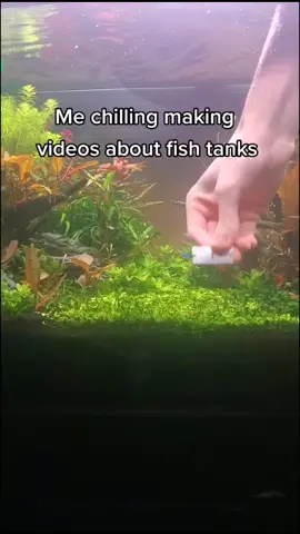 Tell me the most tragic death one of your fish has had 🙄 The one video its acceptable #fishtank #plantedtank #fishkeeping #pets