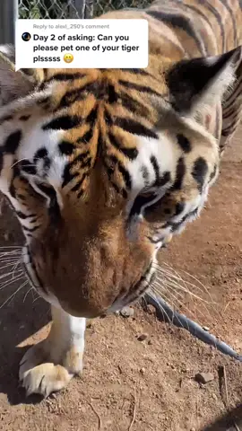 Reply to @alexl_250 Zion wants to thank you for getting him more pets 👋👌🏻 #fyp #IsThisAvailable #FitnessRoutine #tiger