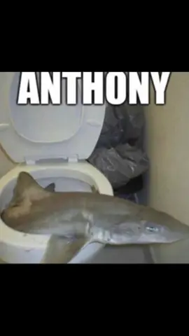 anthony