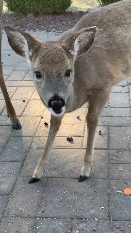 Does it get any cuter than Ruby Sue crunchin on her lil snacks?  LOOK AT HER 😍 #deeroftiktok🦌 #fyp #foryou #foryoupage #deereating #SnackTime