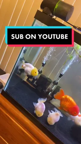 NEW UPLOAD IS UP! Check it out if you want to know how big your tank needs to be!! #goldfish #fish #ranchu #aquarium