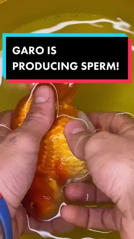 Garo is producing sperm along with Georgie! All we need are the females to get ready to drop their eggs. #goldfish #fish #breeding #ranchus