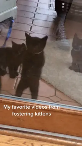 This video is mostly for me  #fyp #kitten #cat #animals #catsoftiktok #MoneyTok