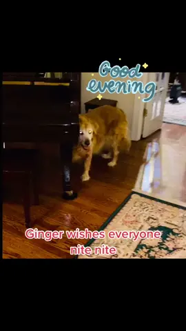 Good evening from Ginger, our 12 year Golden. #goldenretriever #fyp ##fypシ #petsagainstabuse