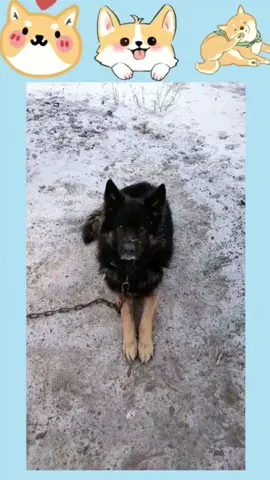 The poor dog was shivering with cold in the winter#dog #poor #foryou #sad
