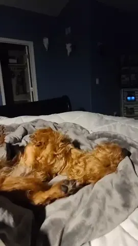dog, puppy, crazy sounds, funny, he don't really care!