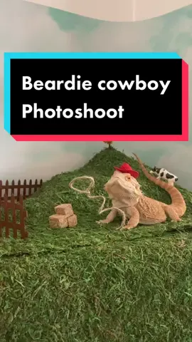 #reptilemommy #beardeddragoncare #photoshootidea #cowboyhat #yeehawcowboyboots #beardiesquad #beardeddragons #beardeddragonlove #exoticpetcheck #fyp