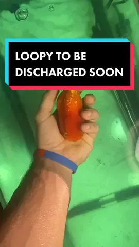 Reply to @nikola.arabadzhiev Loopy will be discharged in probably two days, back to the outdoor tank!! He is doing just fine. #goldfish #fish #ranchu