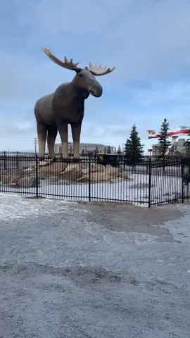 World’s Biggest Moose: Moose Jaw’s Mac the Moose! #Moose #Saskatchewan #MooseJaw #Canada #AlwaysSomethingToDo #WorldsBiggest