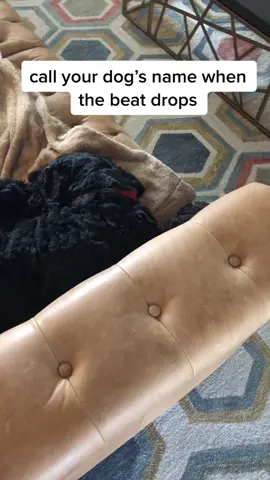 #dogsoftiktok