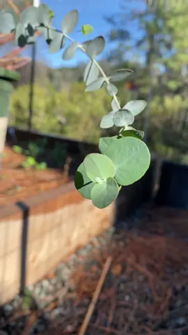 My eucalyptus got some insane wind damage a few months back. Trimmed it up & here we are now 🥰 #newgrowth #gardening  #trusttheprocess