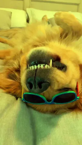 #goldenretrieverlife #dog #dance ib @scottyhubs
