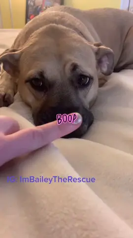 Boop the floof ❤️  #lovedogs
