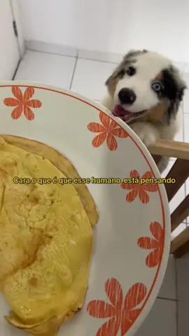 Corre aqui Luisa Mel, marque seu amigo que não pode ver comida! #dog #vida #australianshepherd #animal #fy #comida