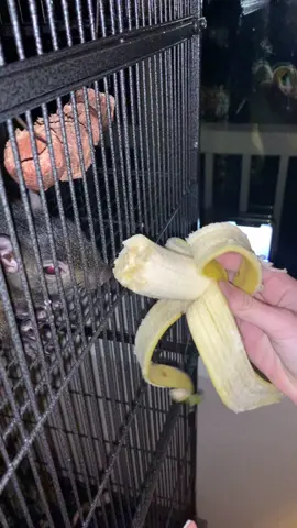 eateateat