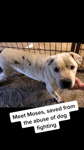 Moses goes home!