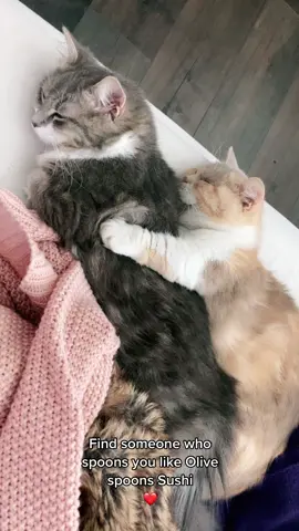 Spooning Cats #munchkincat #catsoftiktok #fyp #foryourpage #cute #cuteanimals