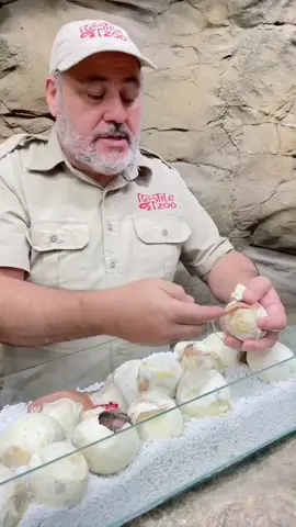 That’s why I cut eggs 🥚 #snake #LearnOnTikTok #tiktokpartner