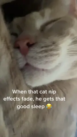 He be tired #catsoftiktok #sleepy #baby #snore