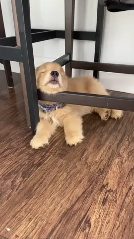 This looks like a good spot to nap right?#goldenretriever #goldenretrieverpuppy #puppytiktok #puppiesoftiktok #goldenretrieversoftiktok